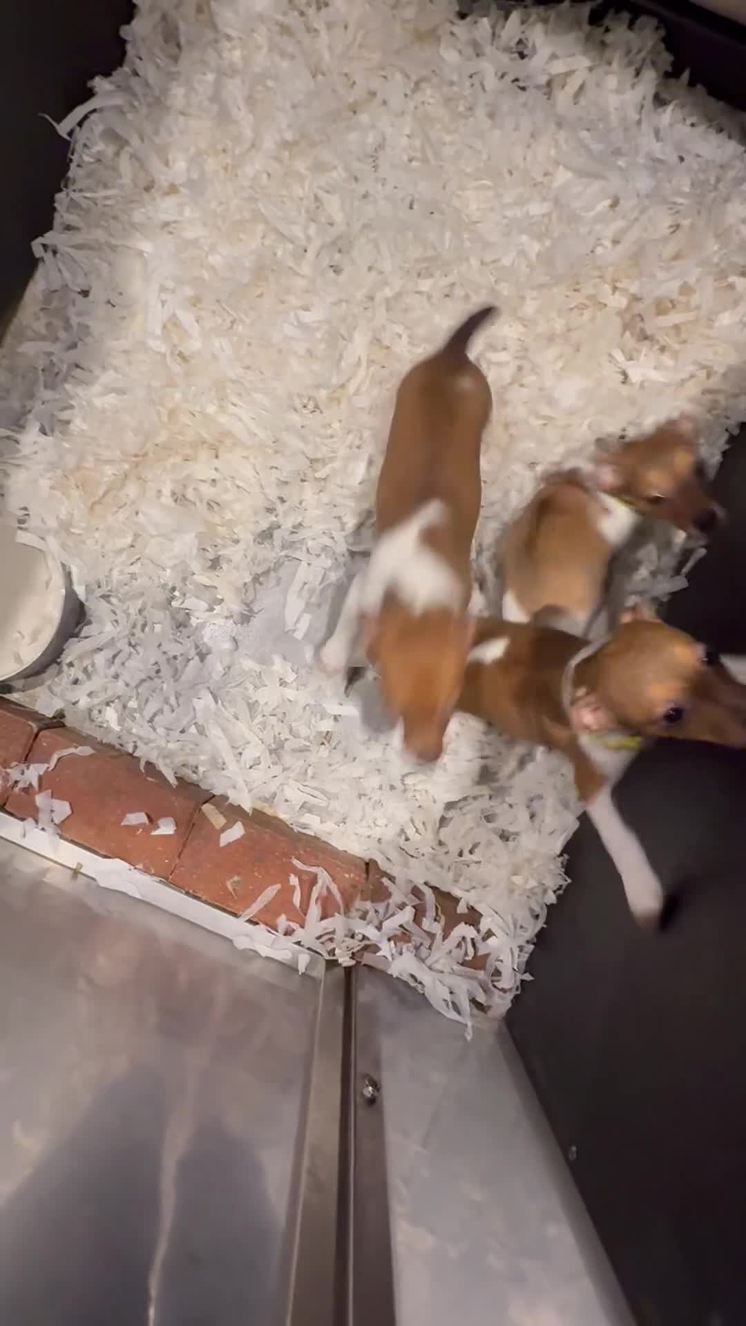 Jack Russell dogs for sale: Jack Russell terriers  - Video 1