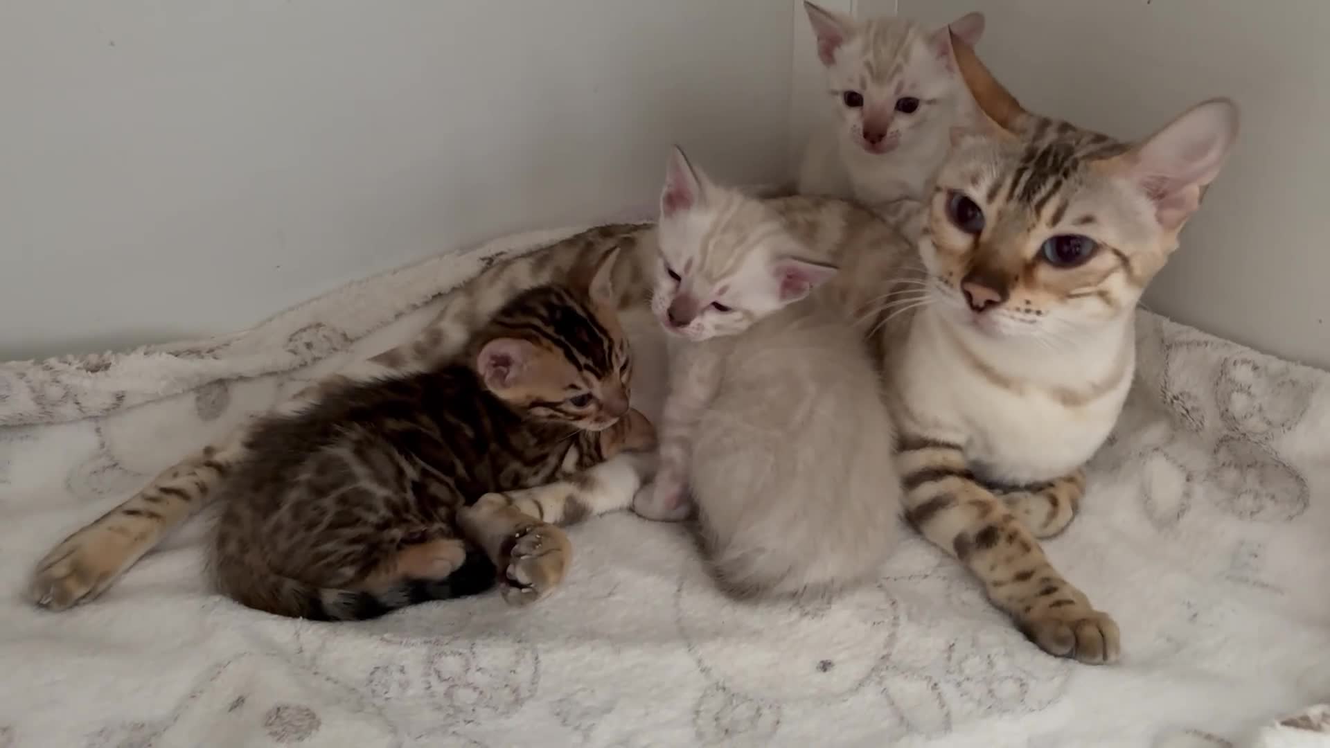 Bengal cats for sale: TICA reg Outstanding Bengal Kittens  - Video 1