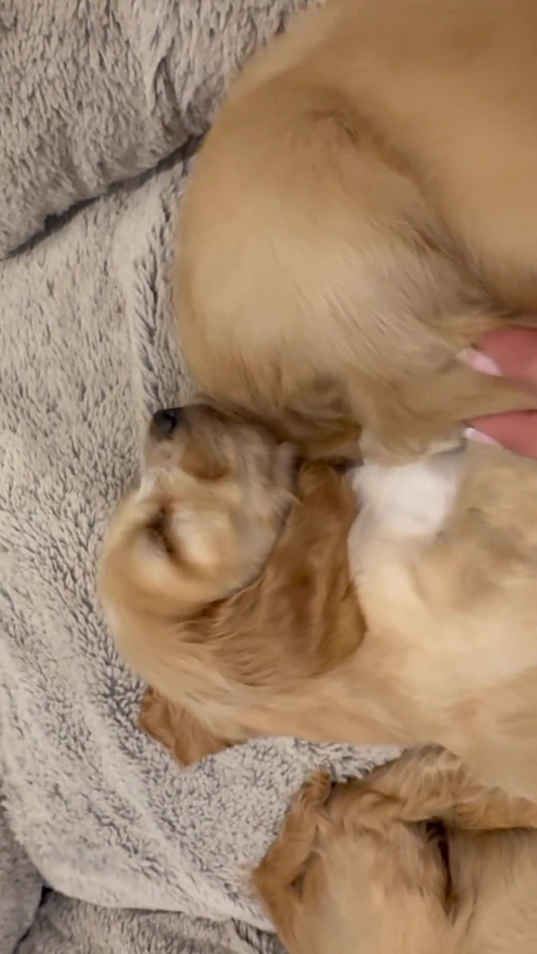Cocker Spaniel dogs for sale: Gorgeous KC Show Cocker Babies  - Video 3