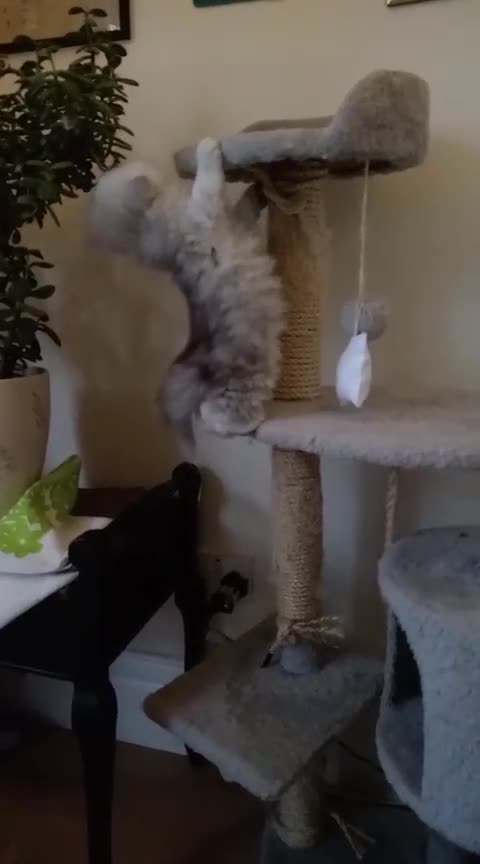 Persian cats for sale: Two Exquisite Persian Chinchilla Doll Face Kittens - Video 3