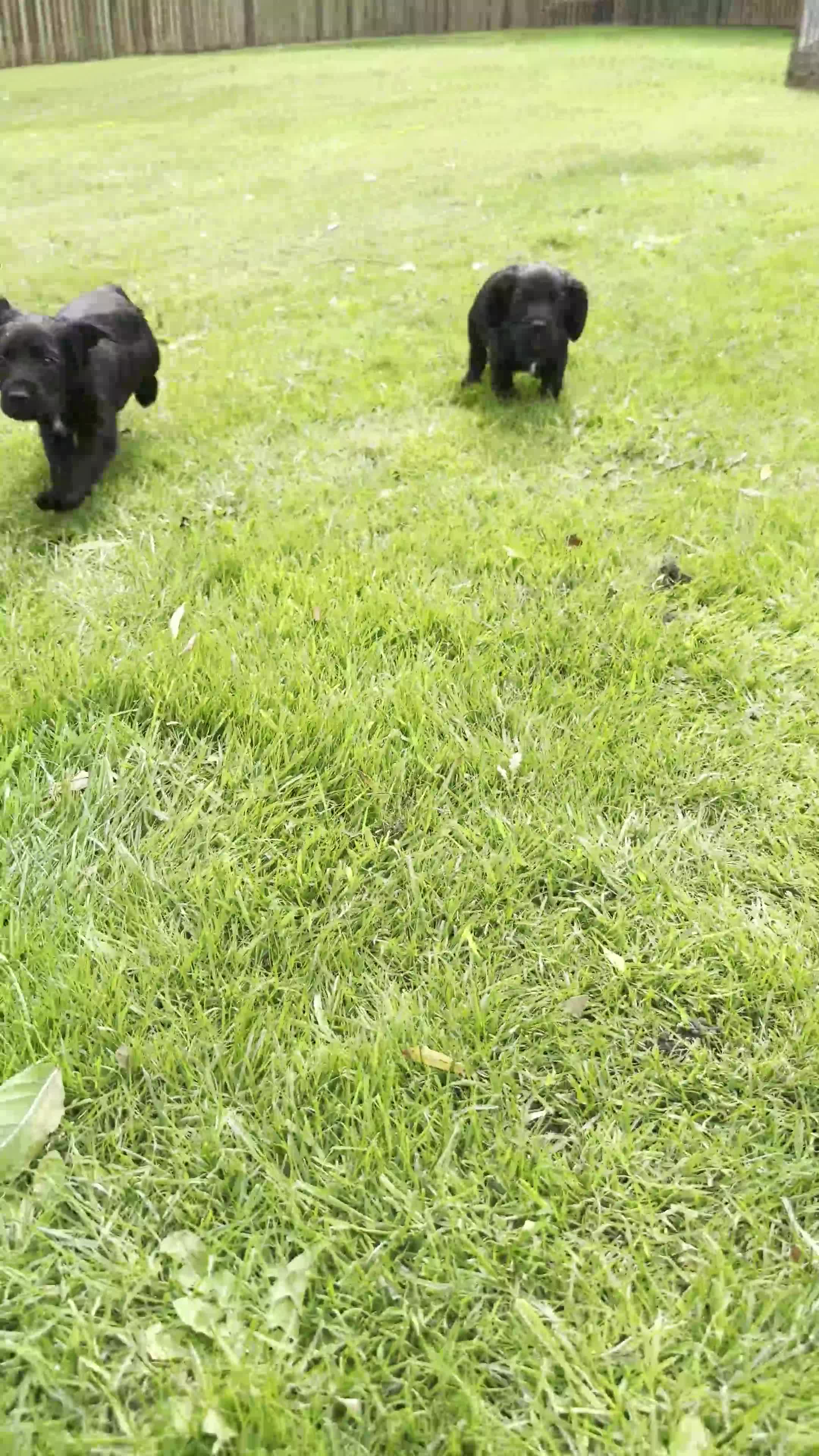Cocker Spaniel dogs for sale: Cocker Spaniel Puppies - Video 1