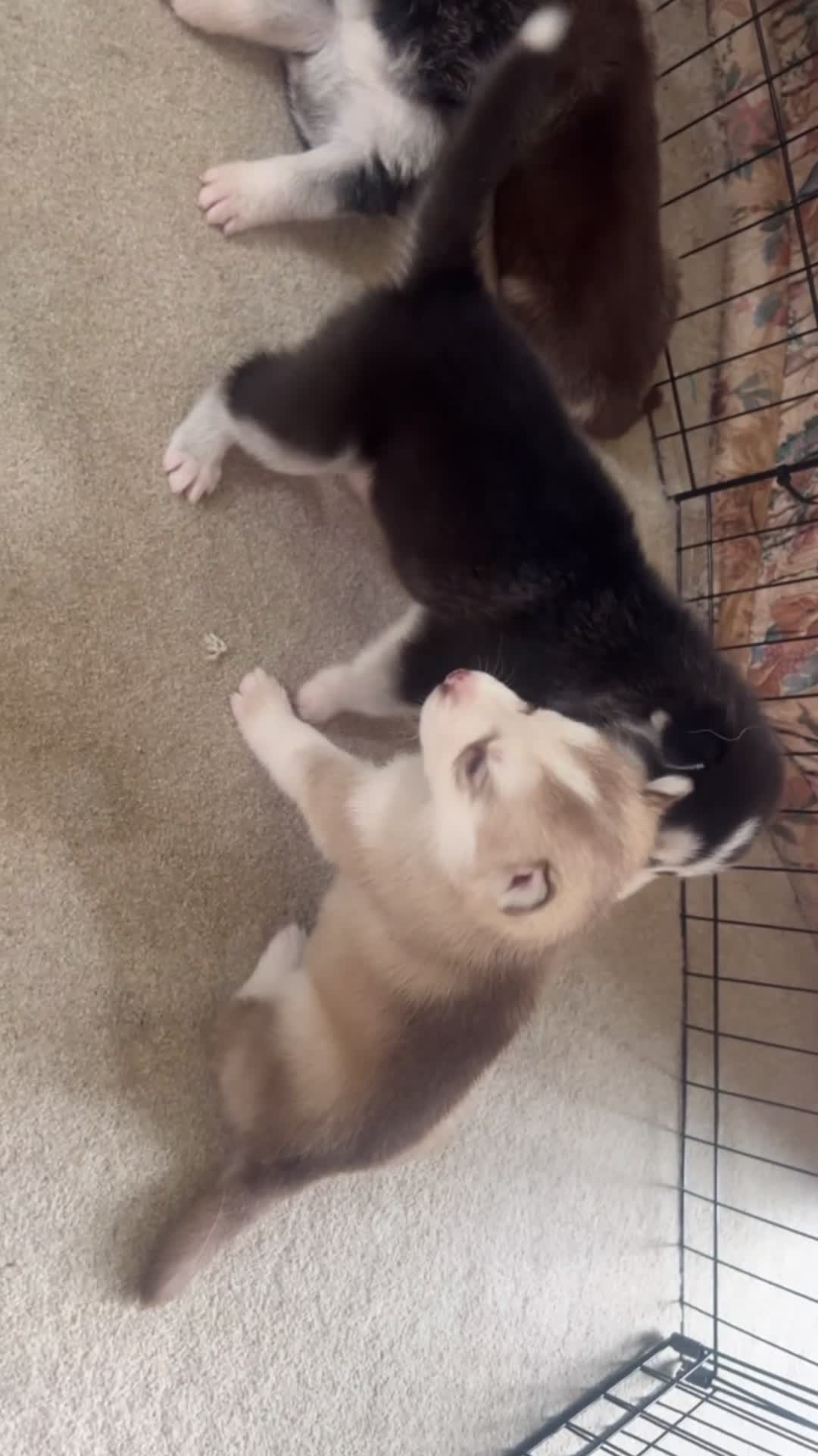 Siberian Husky dogs for sale: PURE SIBERIAN HUSKY PUPS - Video 1