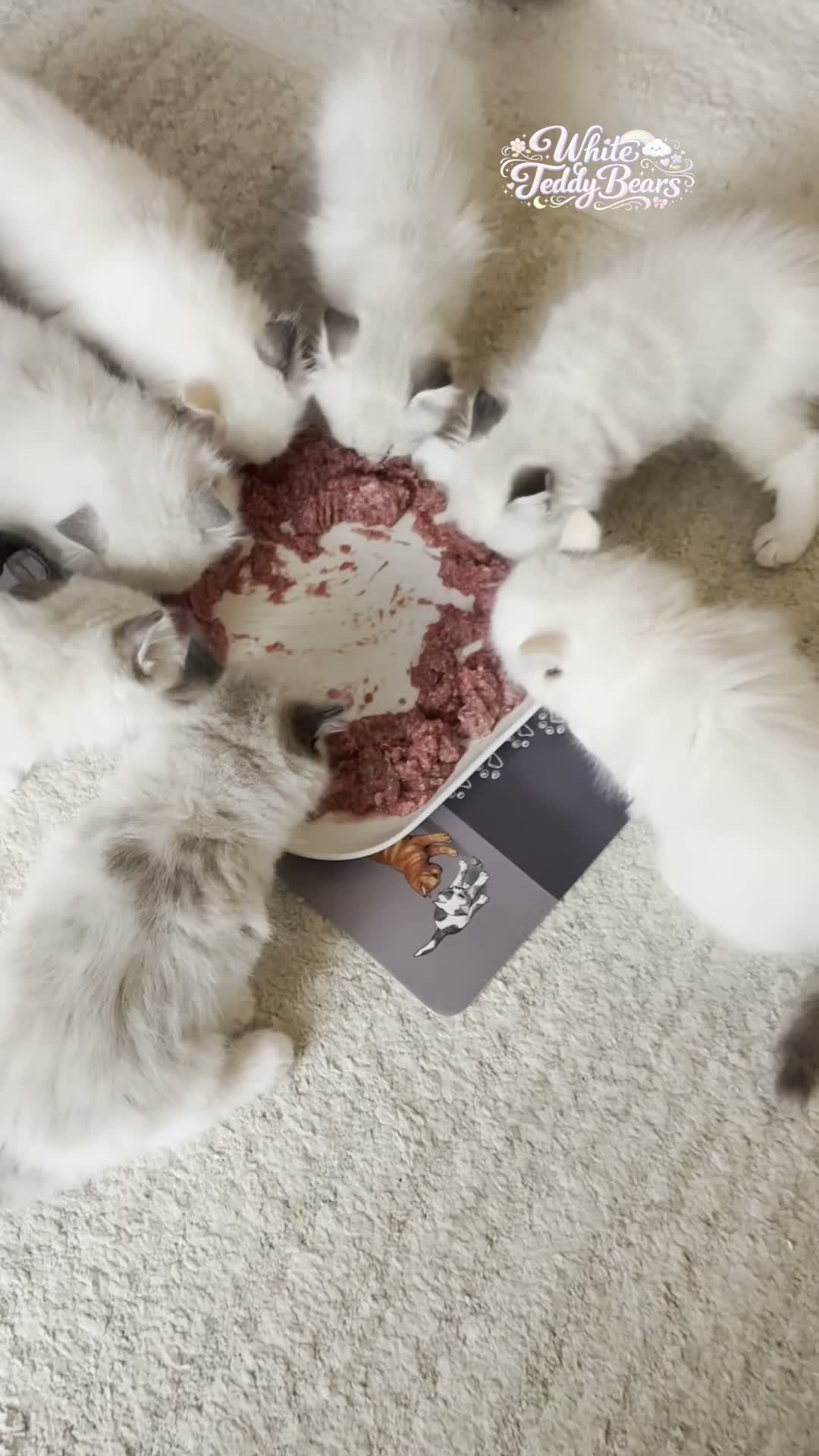 Ragdoll cats for sale: Pedigree show quality kitten Ragdolls 💝 - Video 1