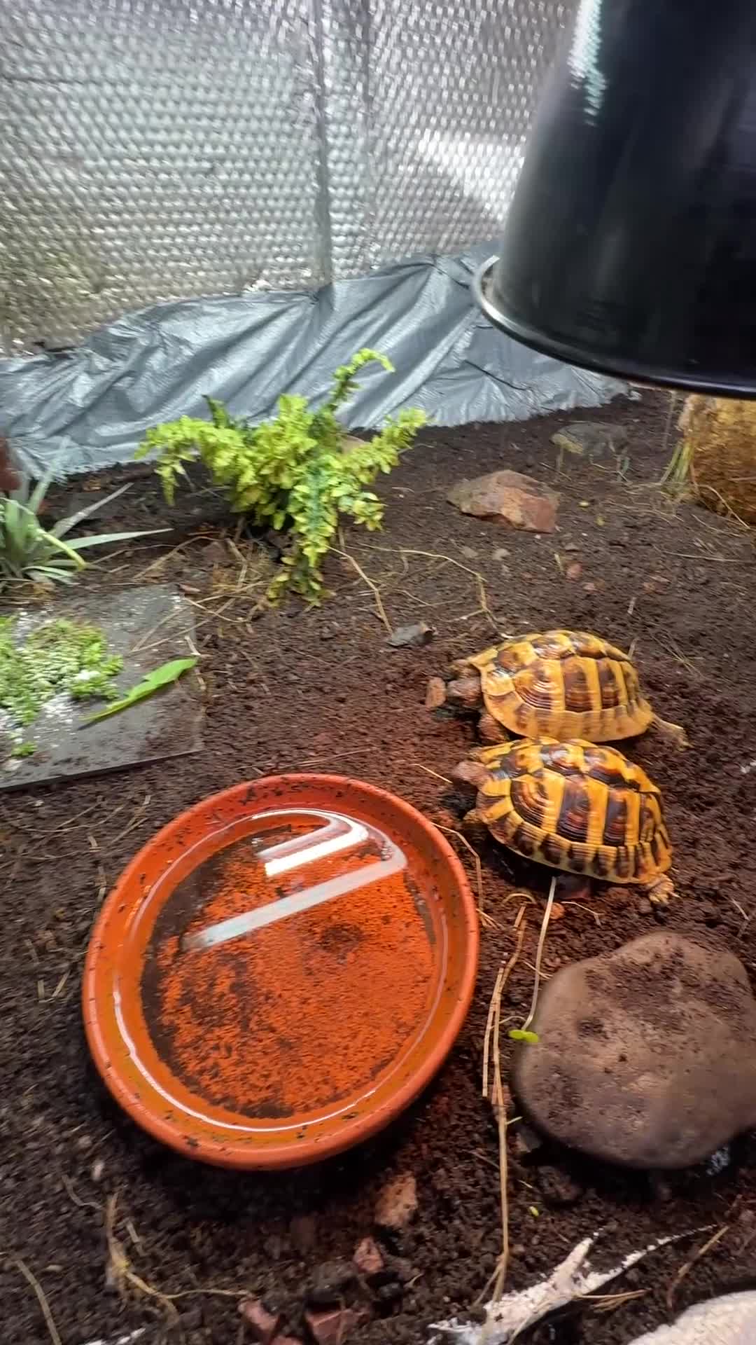 Hermann Tortoise reptiles for sale: Herman tortoises  in Malvern - Video 1