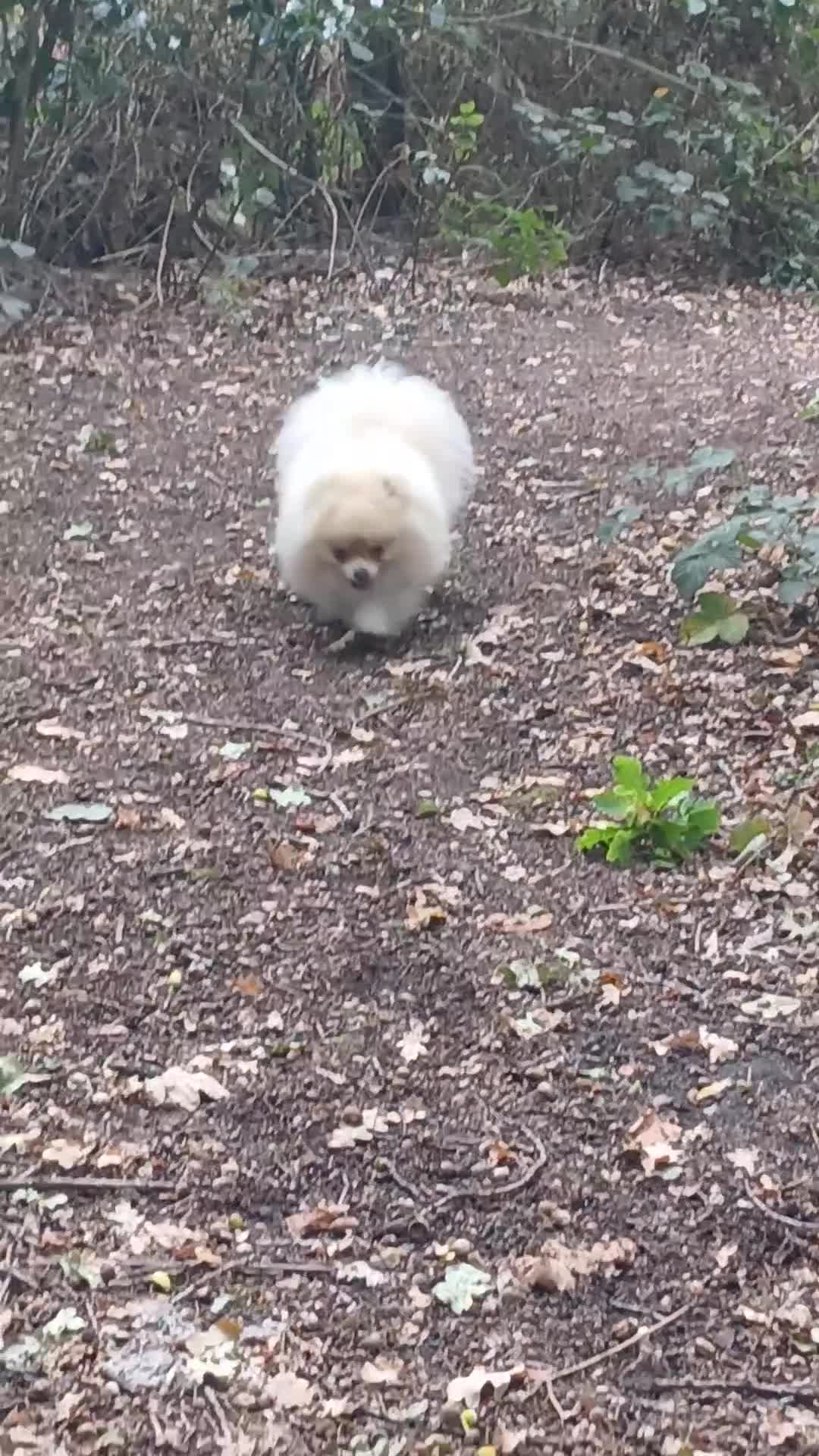 Pomeranian dogs for stud: Stunning KC registered pedigree STUD  - Video 1