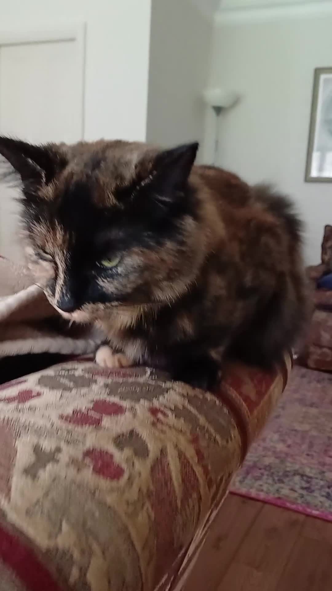 European cats for sale: ​🐾 Looking a new home: Stunning Tortoiseshell cat in Sheffield - Video 4