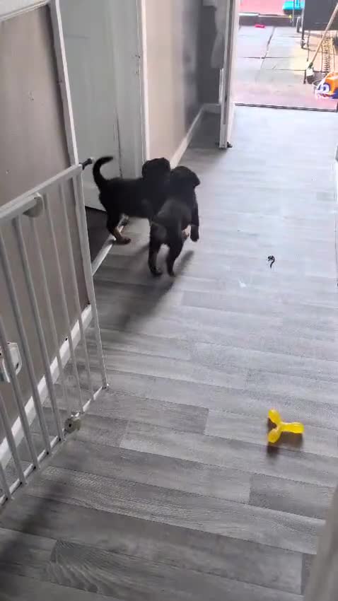 Rottweiler dogs for sale: Puppys  - Video 1