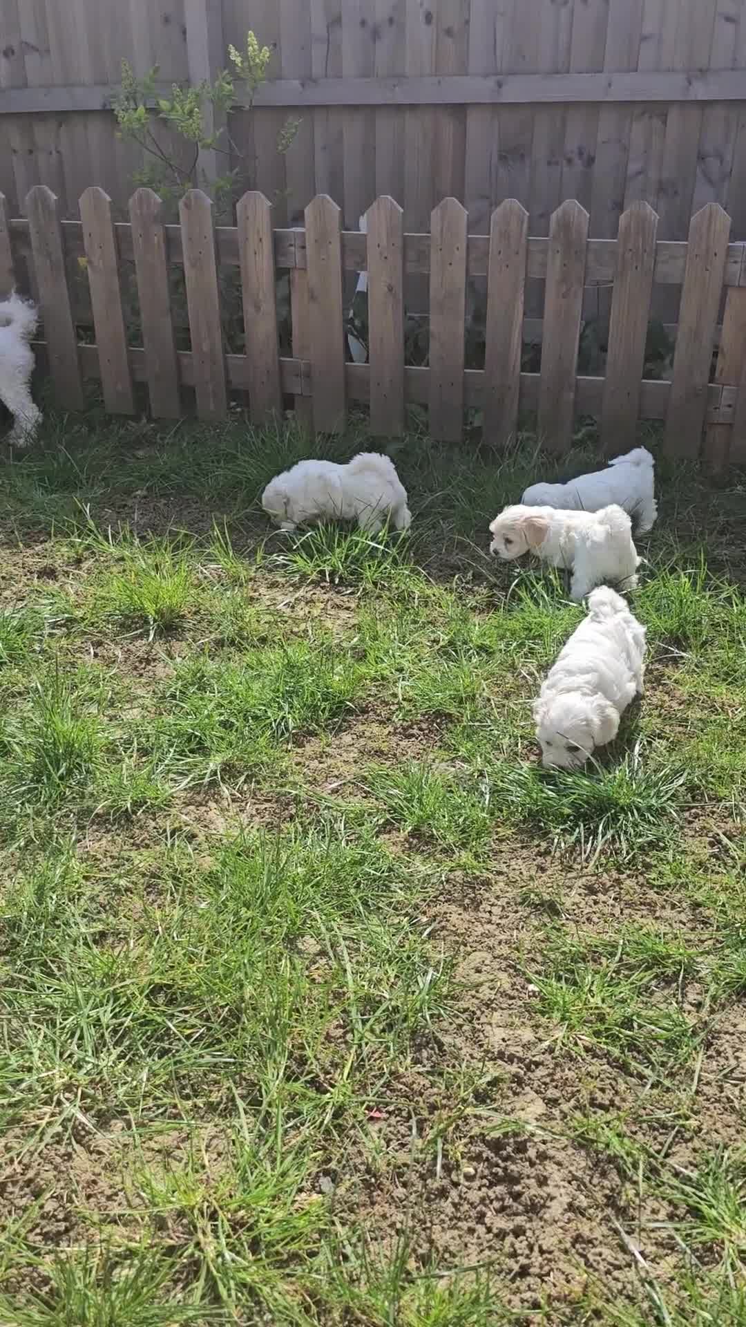 Bichon Frise dogs for sale: 7 bichon frise puppies for sale - Video 1