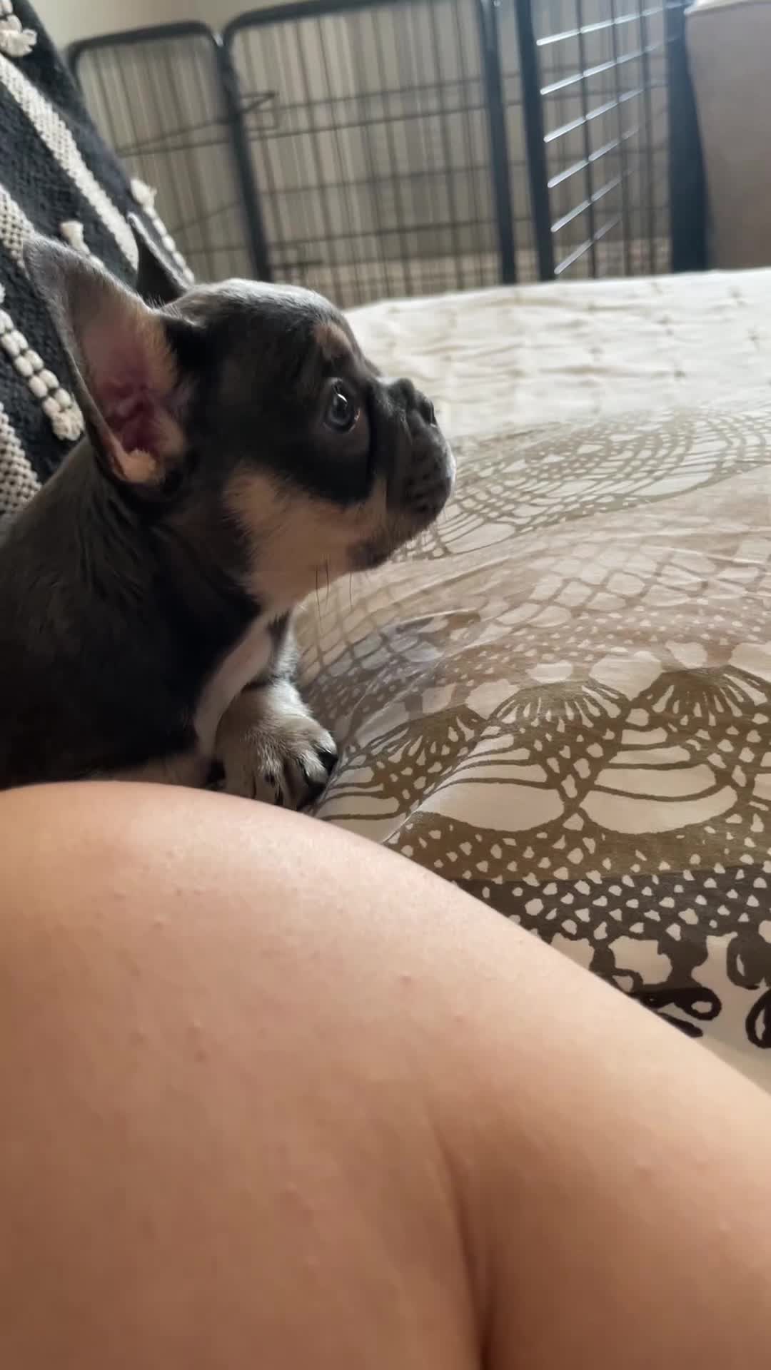 French Bulldog dogs for sale: One lilac female French bulldog puppy left🐶🐾💞 - Video 3