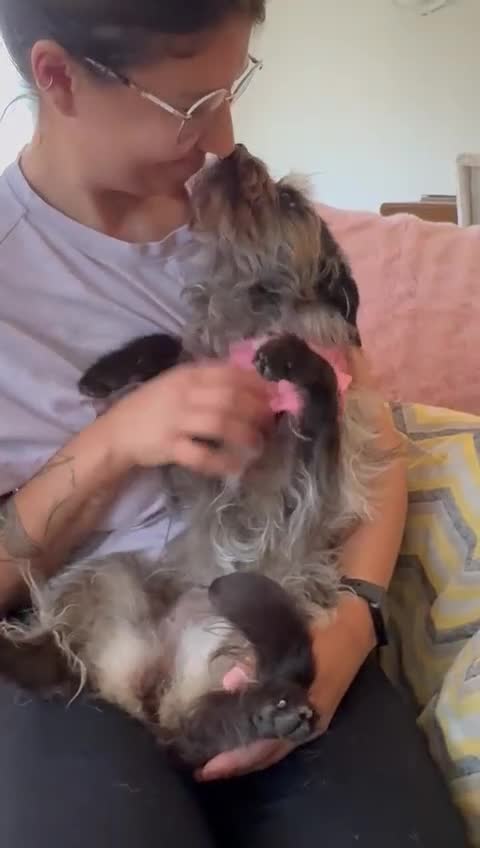 Mixed Breed dogs for adoption: Katinka - Video 3