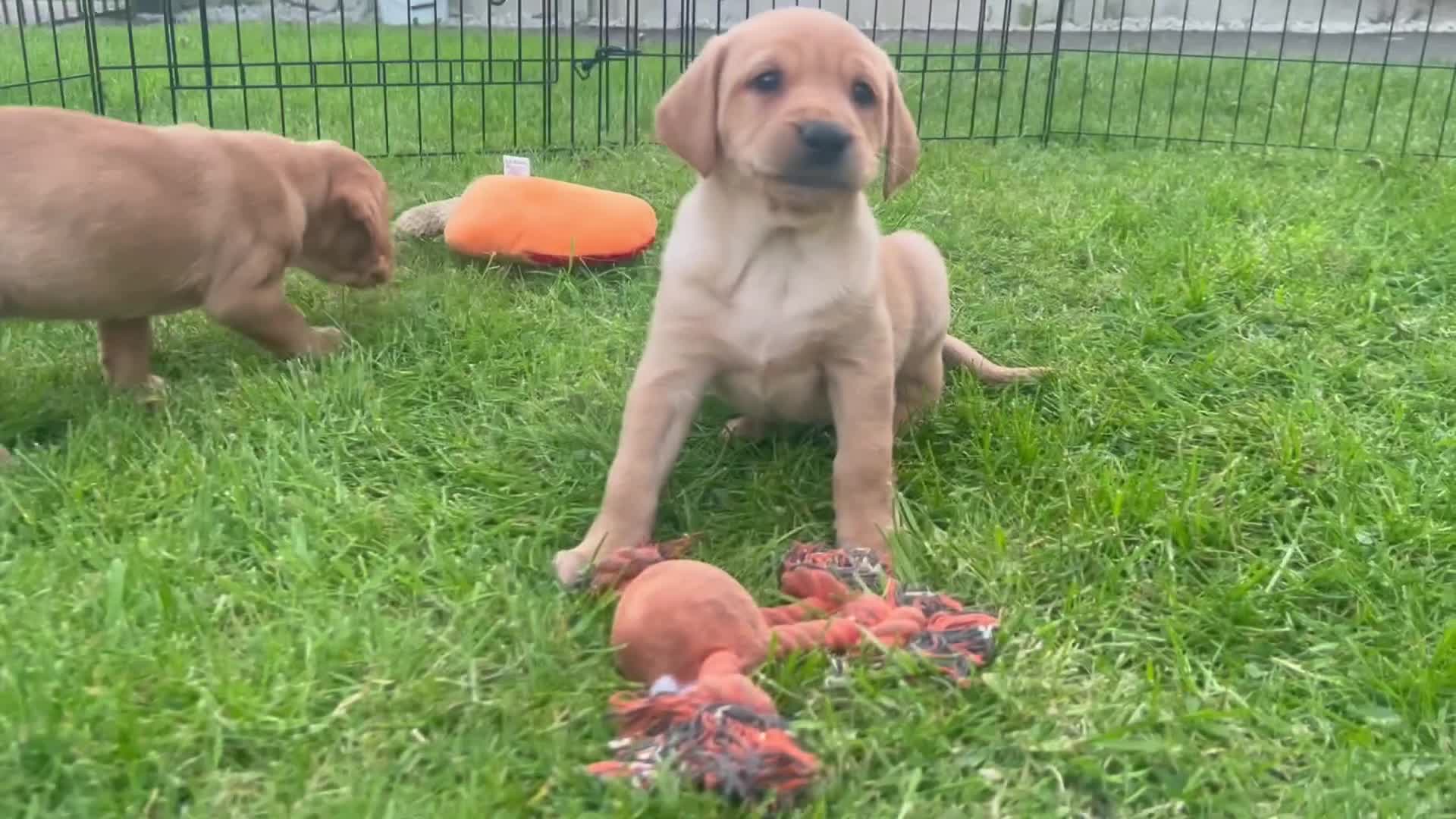 Labrador Retriever dogs for sale: 9 Labrador puppies looking for forever homes ❤️ - Video 3
