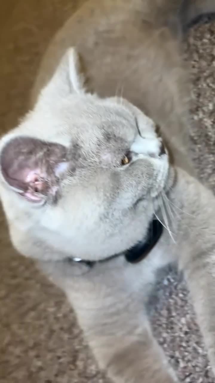 British Shorthair cats for sale: British Shorthair Lilac Kitten – GCCF Registered - Video 4