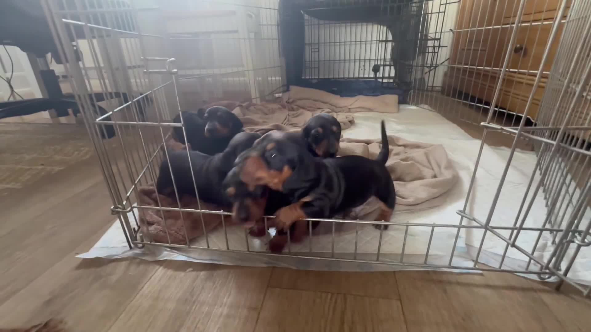 Dachshund dogs for sale: Beautiful Dachshund pups in Bristol - Video 3