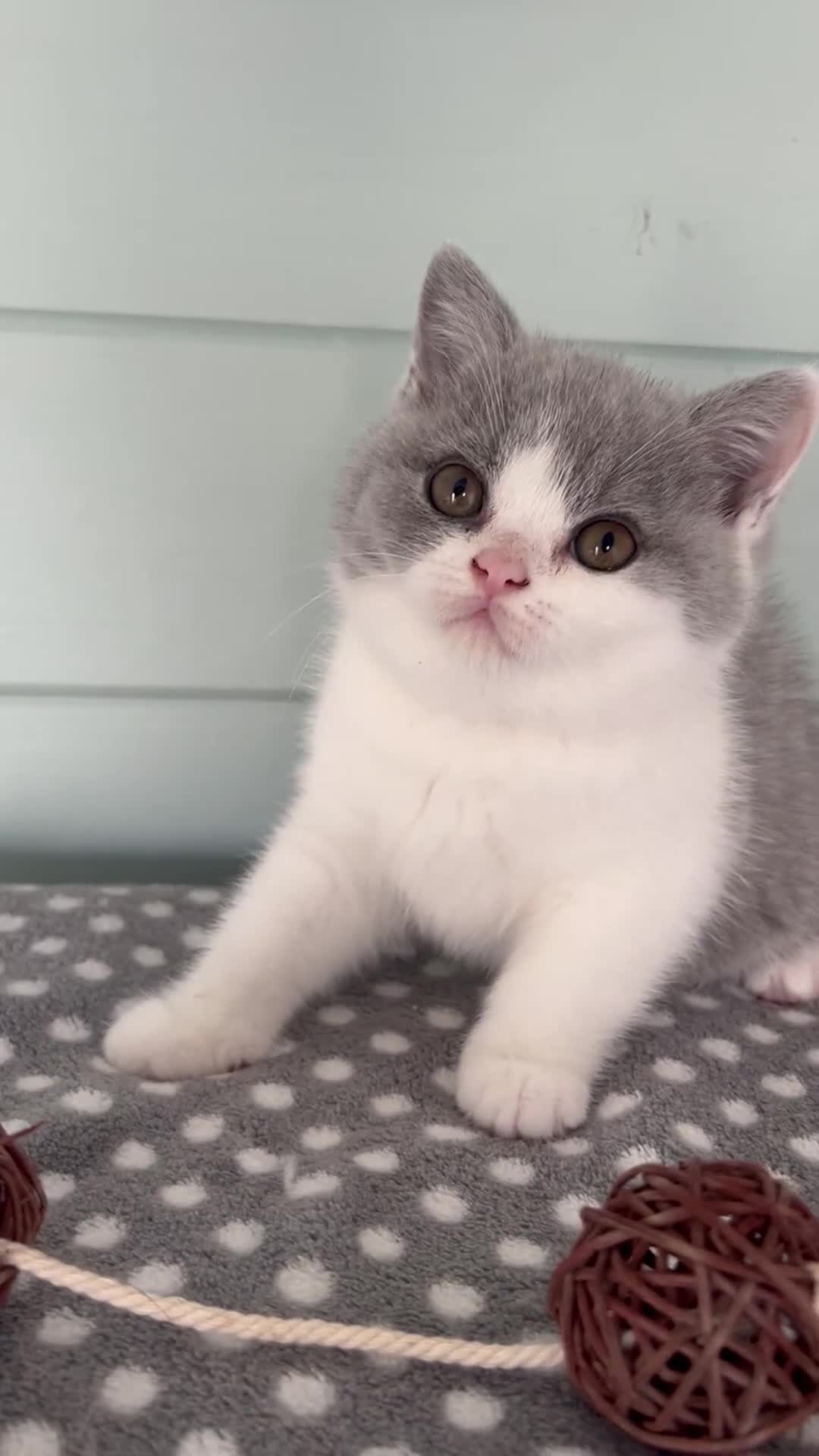 British Shorthair cats for sale: Blue bio-colour girl - Video 1