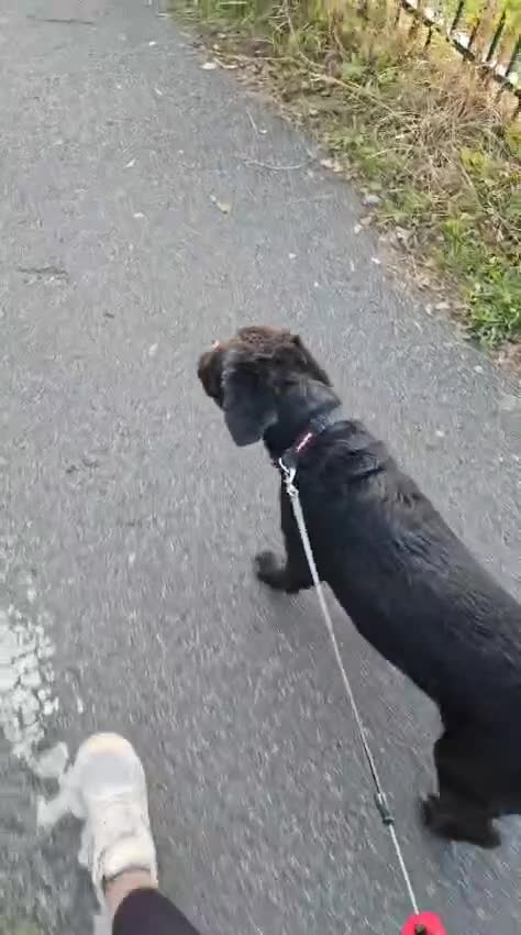 Labradoodle dogs for sale: Oscar FREE ADOPTION NOT £75  - Video 1