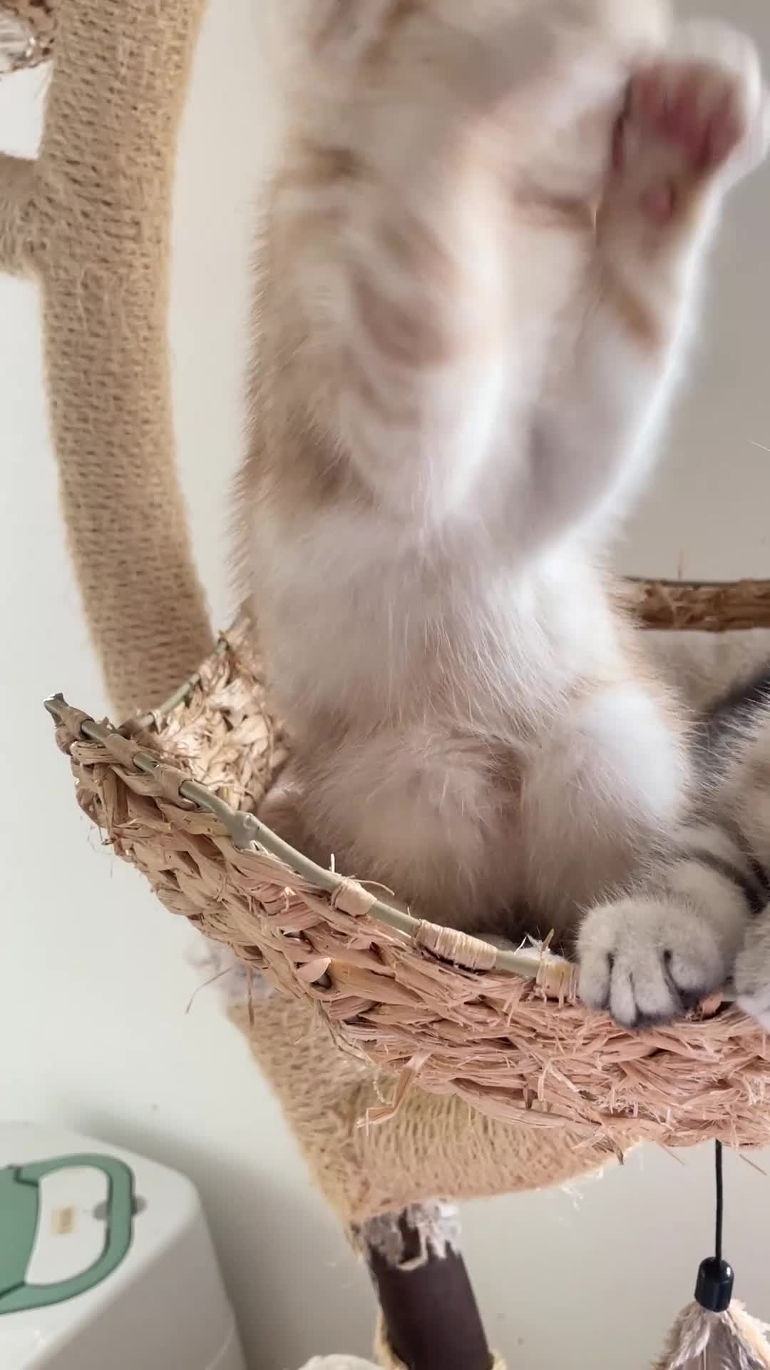 Exotic cats for sale: Gorgeous GCCF reg. kittens from Champions parents  - Video 1
