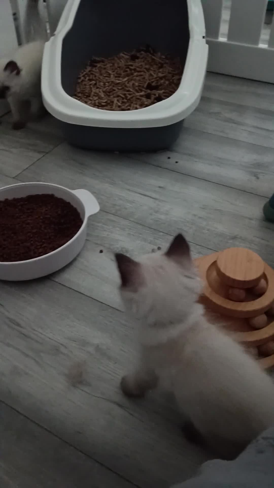 Ragdoll cats for sale: GCCF Registered ragdoll kittens available 28 Aug.  - Video 4