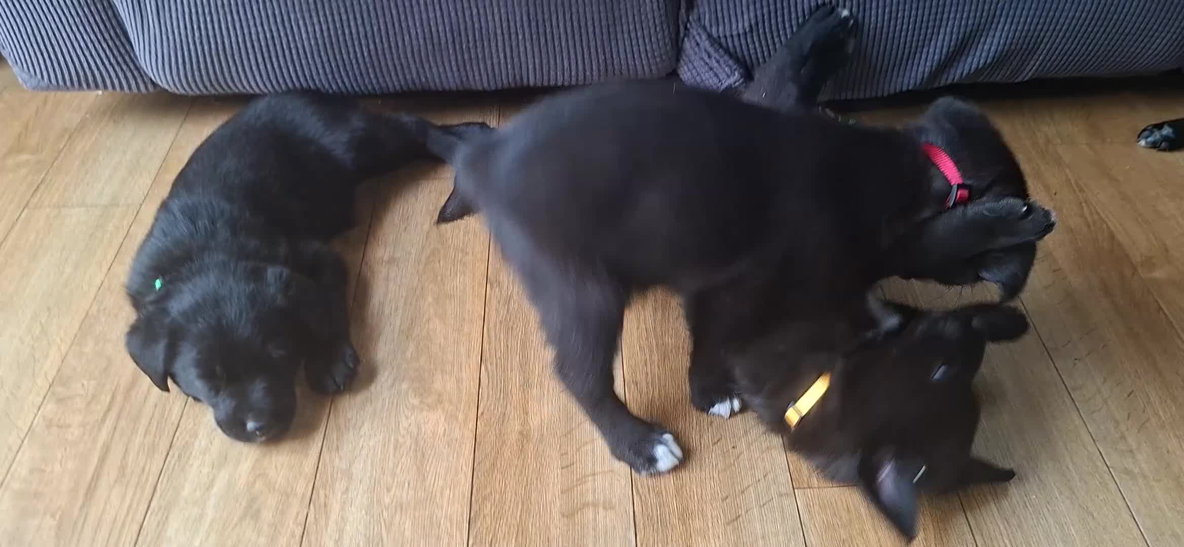 Borador dogs for sale: Lab x Collie Pups - Video 1
