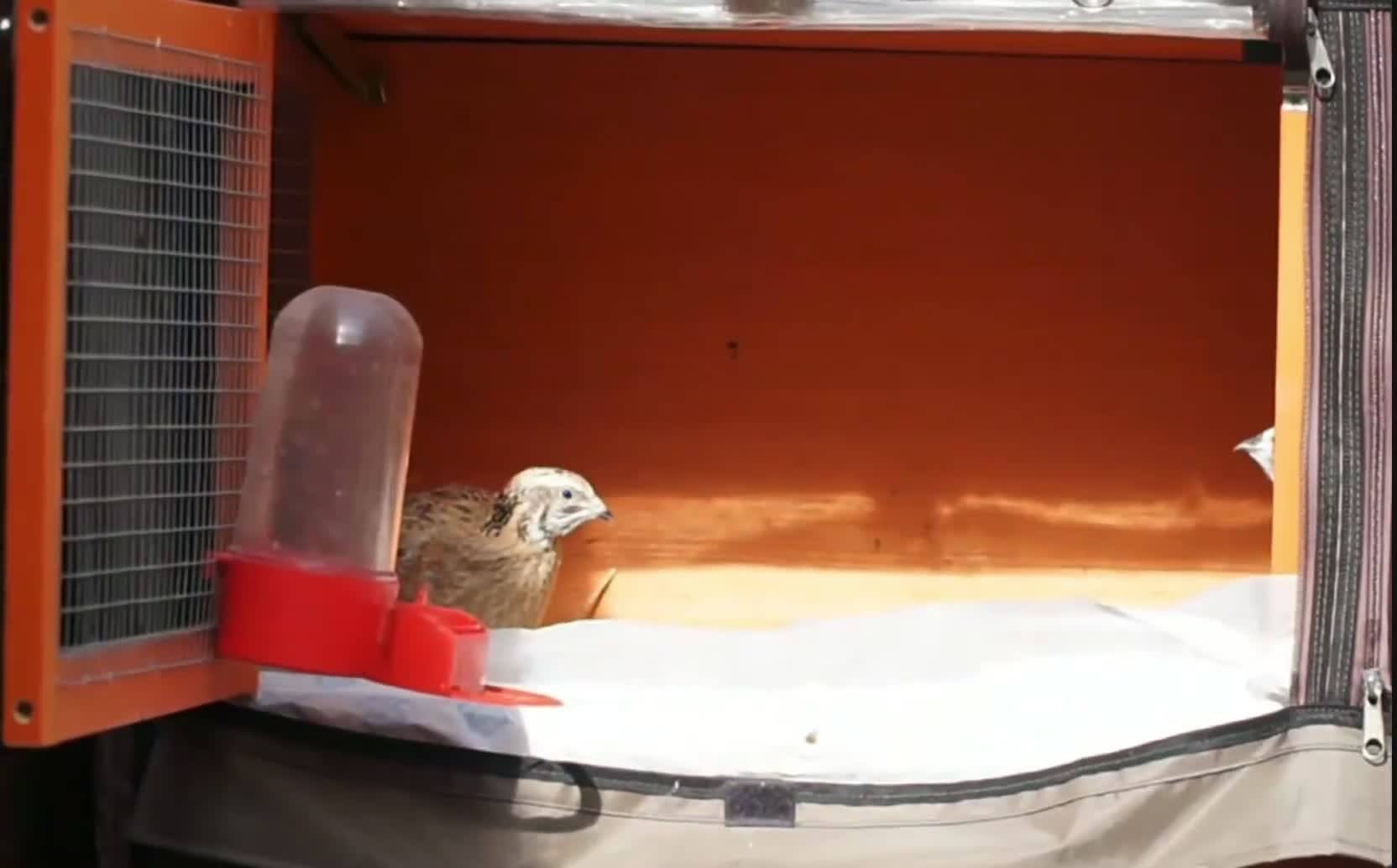 Quail poultry for sale: Family of Quails (Laying) - Video 1