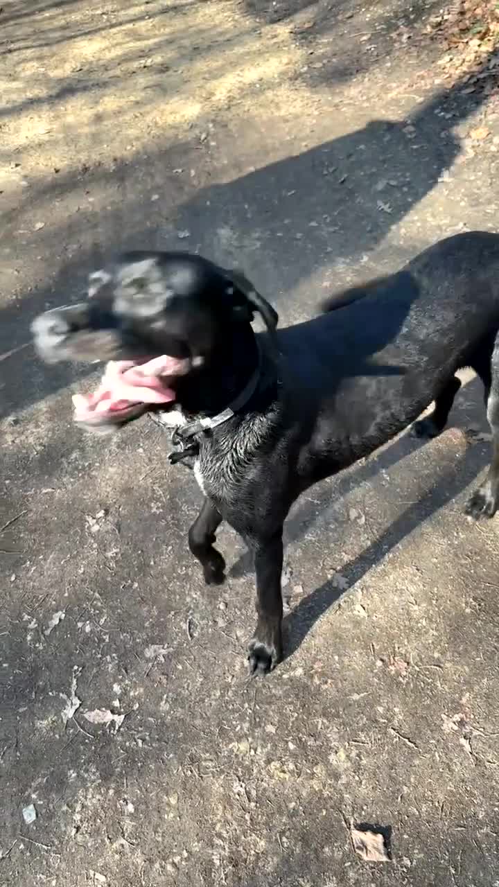 Mixed Breed dogs for sale: Doberman cross lab  in Lincoln - Video 2
