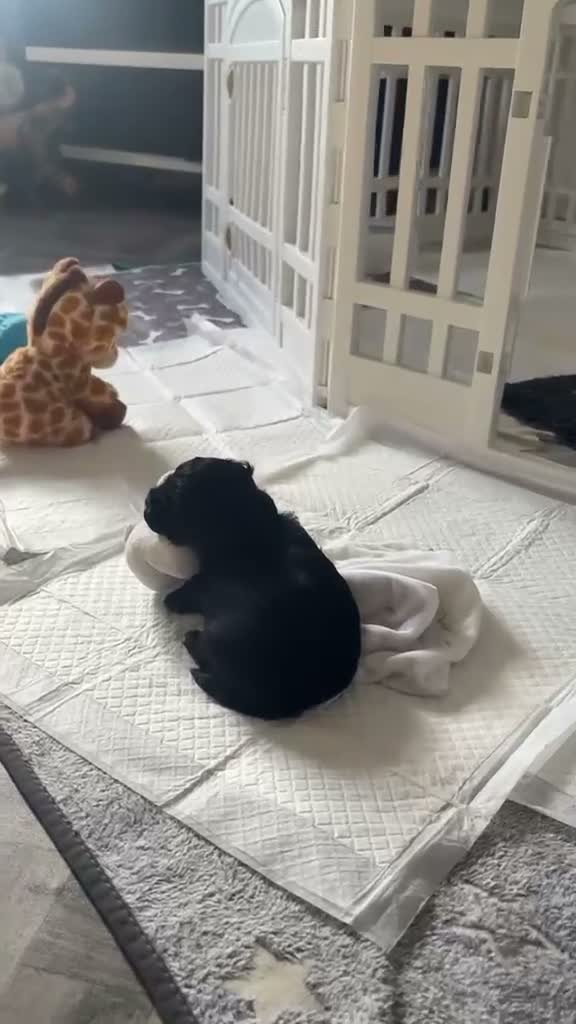 Mixed Breed dogs for sale: Shorkiepoo in Newport - Video 1