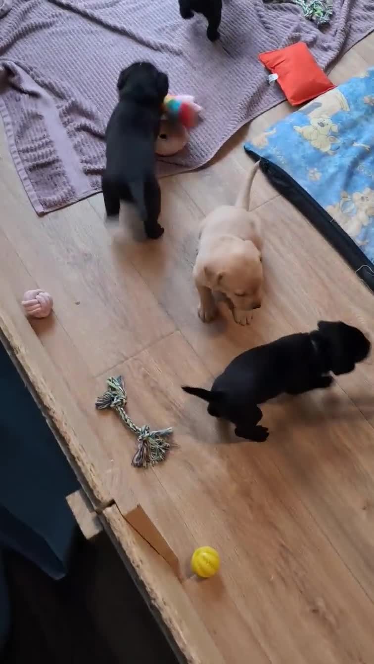 Labrador Retriever dogs for sale: Black male Labrador puppies for sale in Tadcaster - Video 1