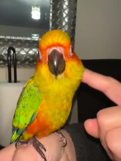 Conures birds for sale: Beautiful Hand-reared tame Sun Conure  - Video 1