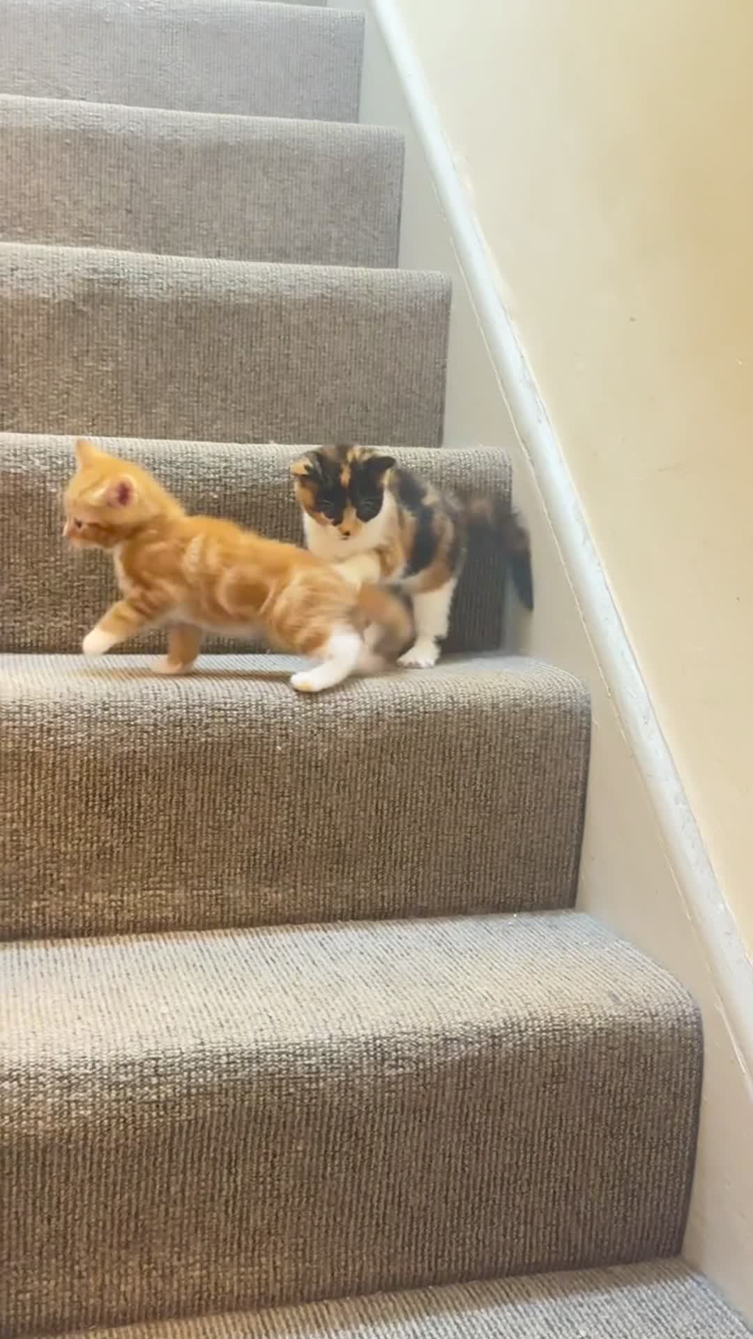 Mixed Breed cats for sale: Kitten - Video 3