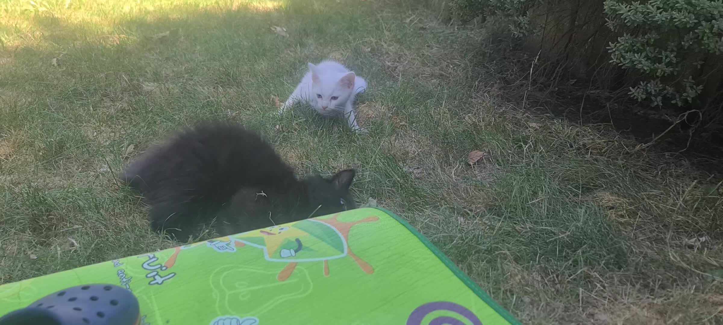 Mixed Breed cats for sale: Lovely Little Kittens for Sale in Welwyn - Video 1