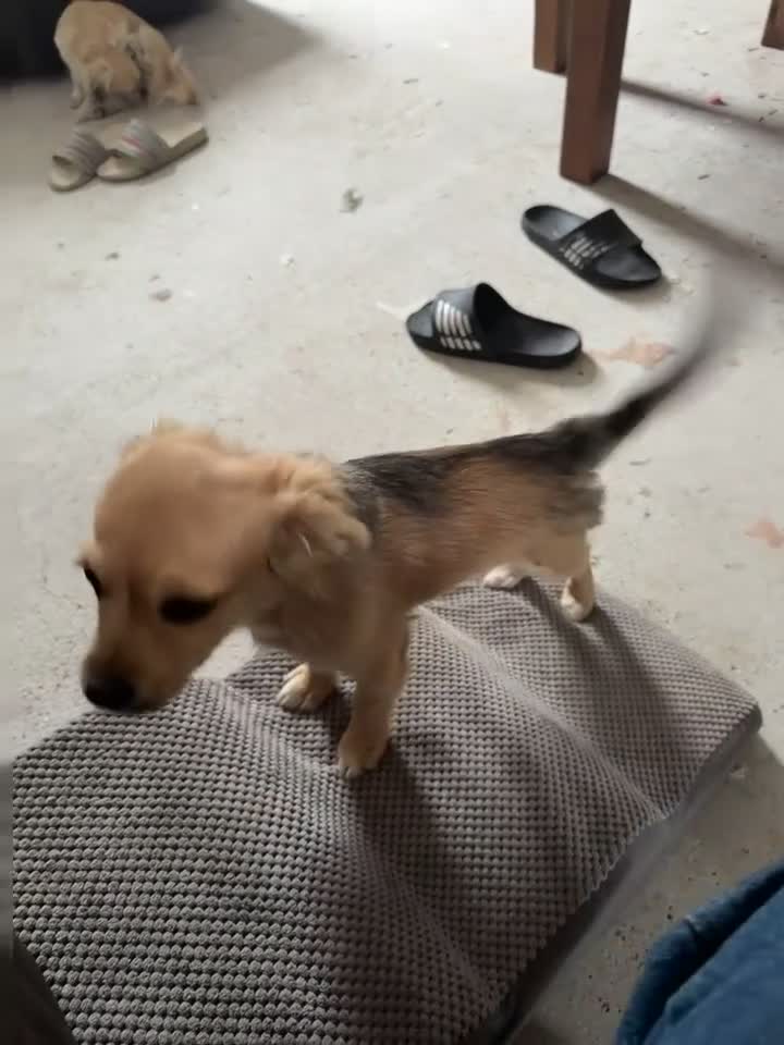 Chihuahua dogs for sale: 4 month old chihuahua in Leeds - Video 3