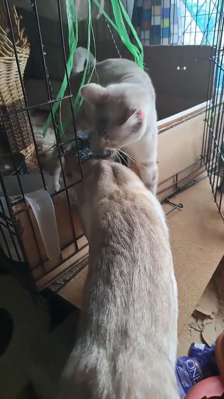 Bengal cats for sale: Snow lynx bengal kittens  - Video 1