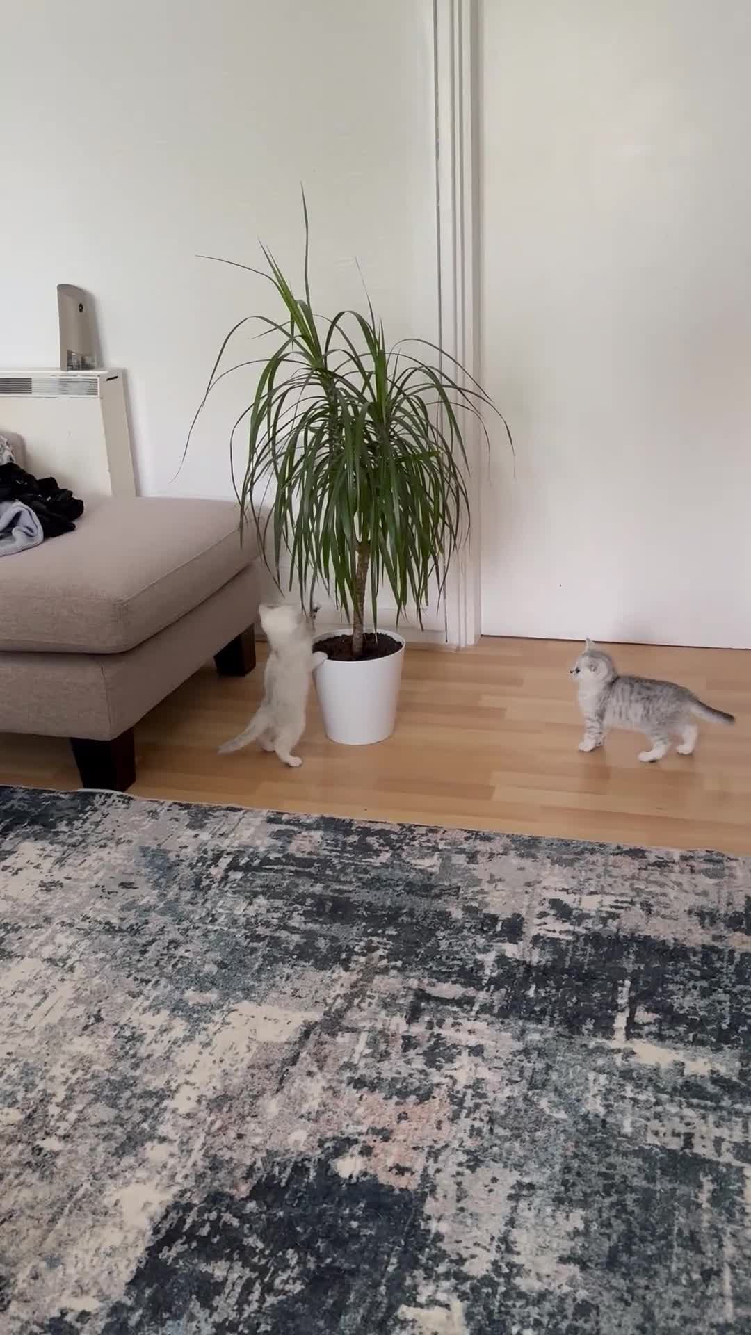 British Shorthair cats for sale: BSH Silver Tabby kittens for Sale! - Video 1