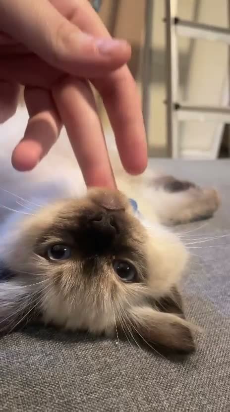 Ragdoll cats for sale:   READY NOW: Fluffy Blue-Eyed Ragdoll Boy! 💙 in Willenhall - Video 1