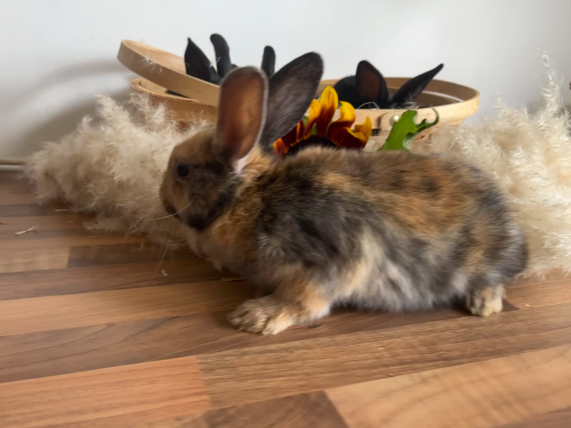 Mixed Breed rabbits for sale: Mixed breed bunnies for sale £30 each - Video 3