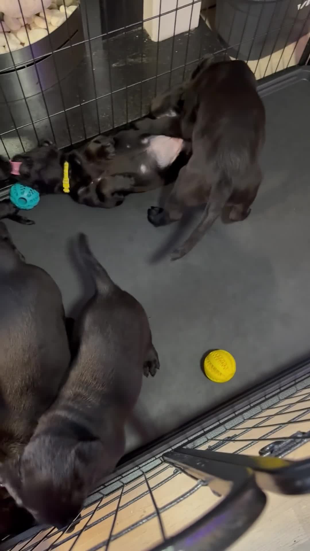 Labrador Retriever dogs for sale: Stunning litter of pure bred black Labrador pups  - Video 1