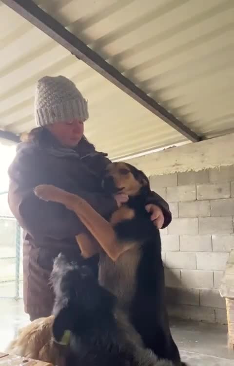 Mixed Breed dogs for adoption: Murphy, 1-2 yrs old. Available for adoption. - Video 3