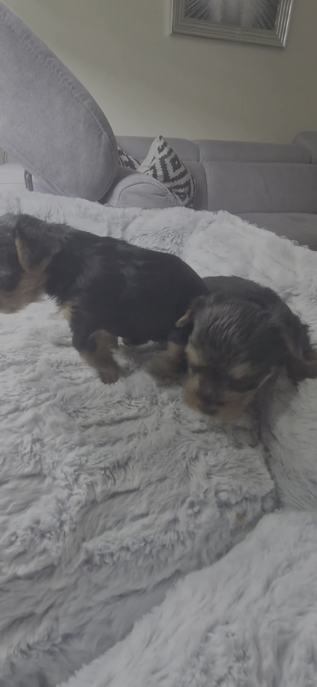 Yorkshire Terrier dogs for sale: Mini Yorkshire terrier puppies  in Nottingham - Video 1