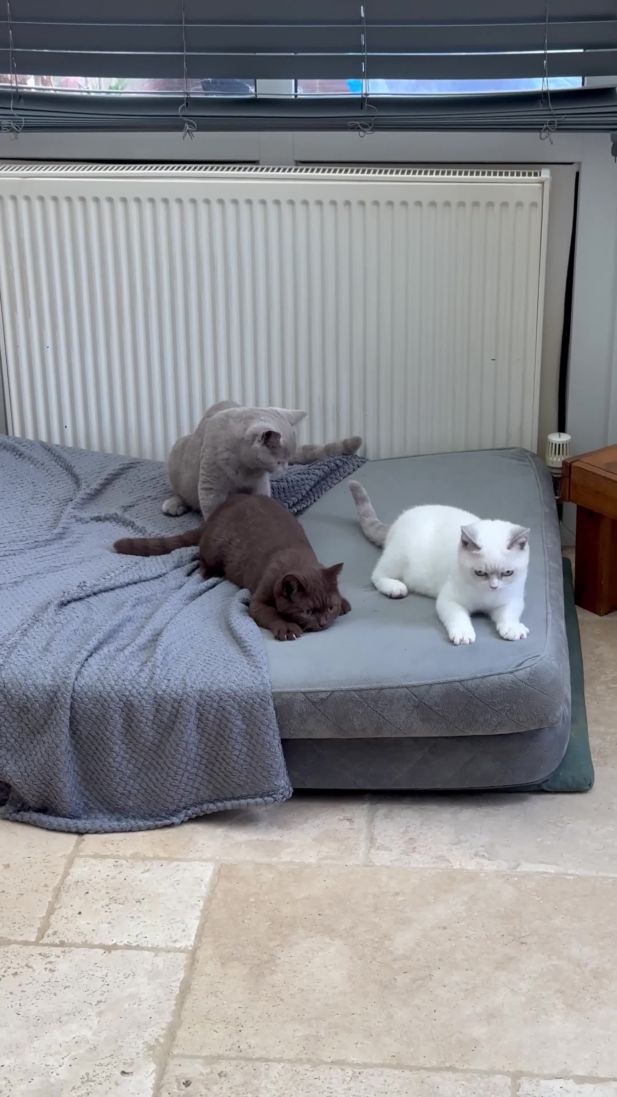 British Shorthair cats for sale: READY NOW - Lilac, BiColours & Colourpoint  - Video 3
