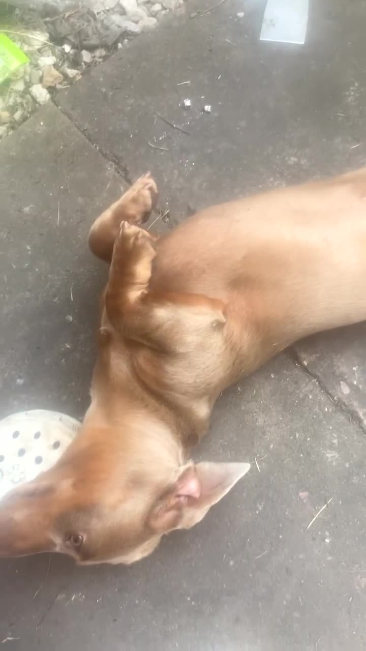 Miniature Dachshund dogs for sale: Miniature dachshund for sale!!!  - Video 1