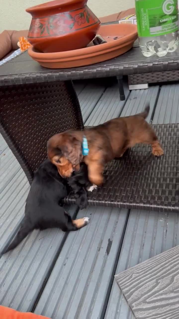 Dachshund dogs for sale: KC Registered Quality Mini Dachshunds long hair  - Video 3