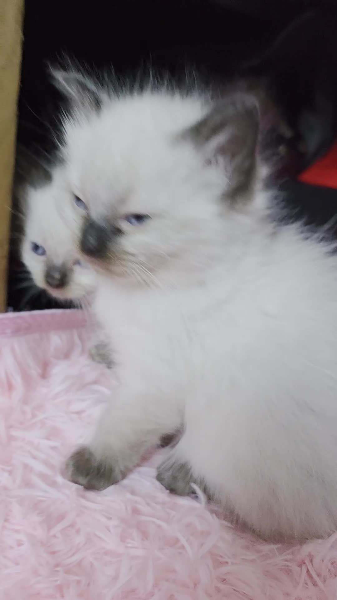 Ragdoll cats for sale: Beautiful Ragdoll kittens for sale - Video 1