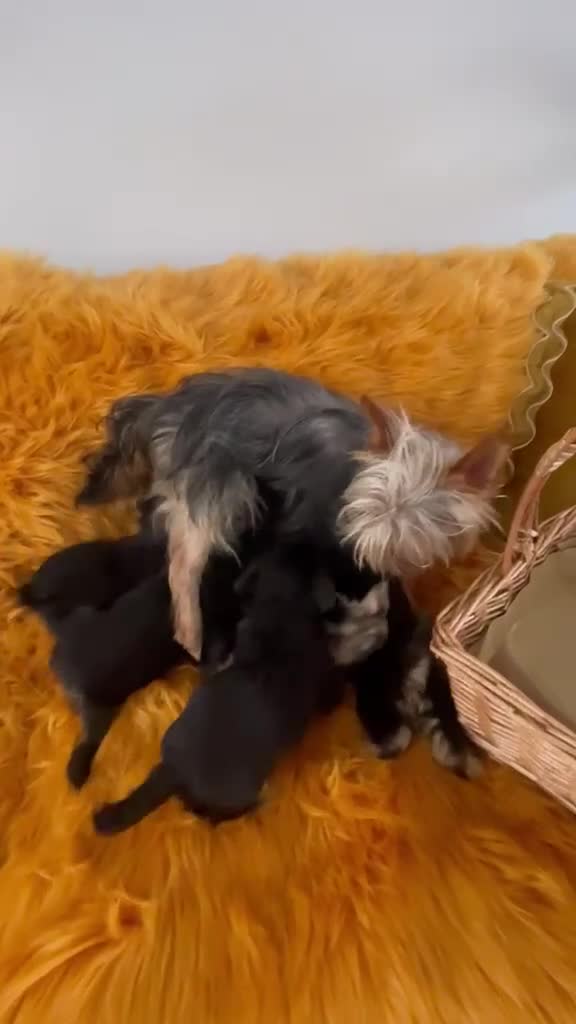 Shorkie dogs for sale: Gorgeous Shorkie Puppies Vaccinated &Microchipped  - Video 2