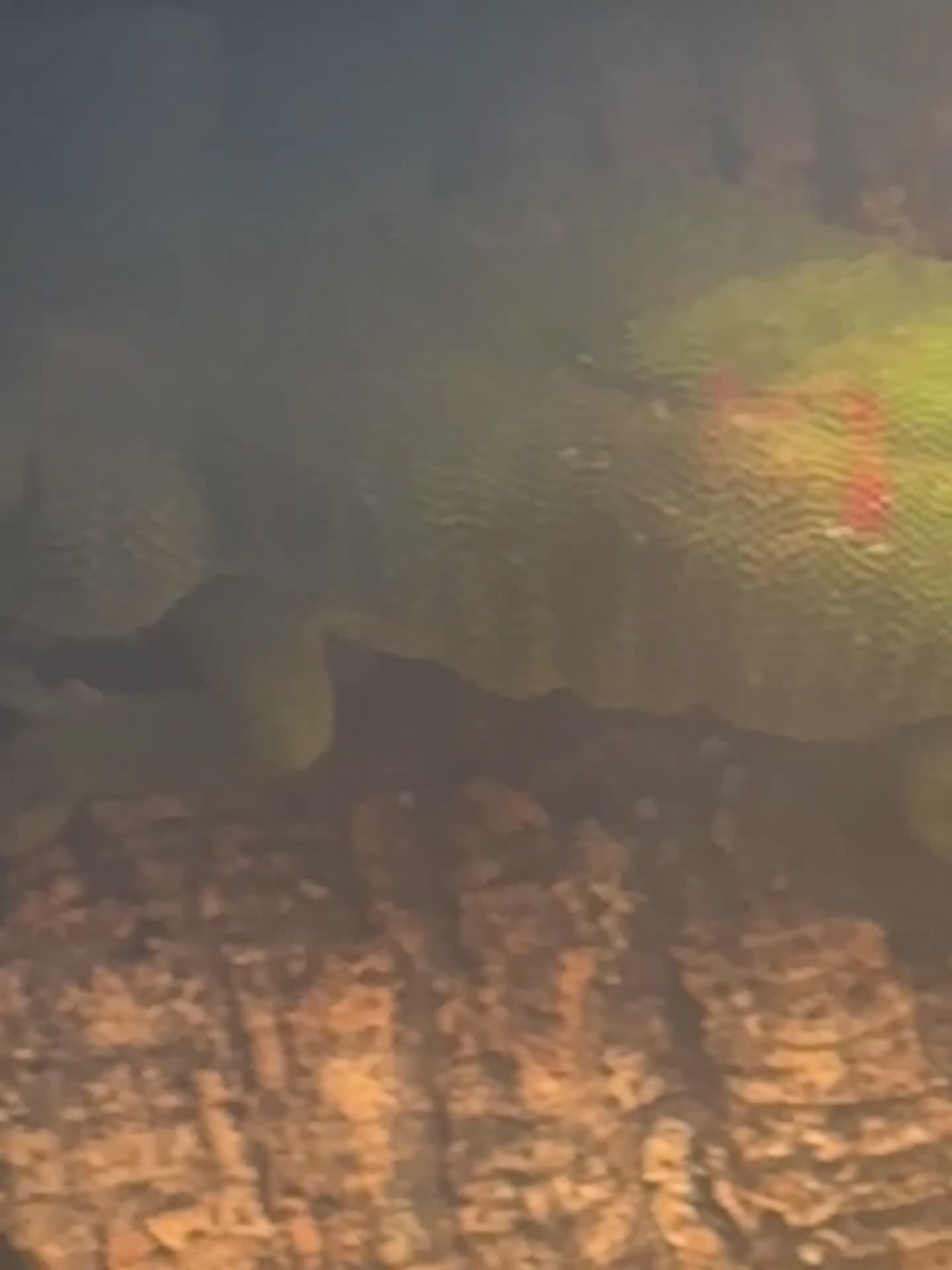 Gecko reptiles for sale: Pair Breeding Giant Madagascan Day Gecko (HighRed) - Video 3