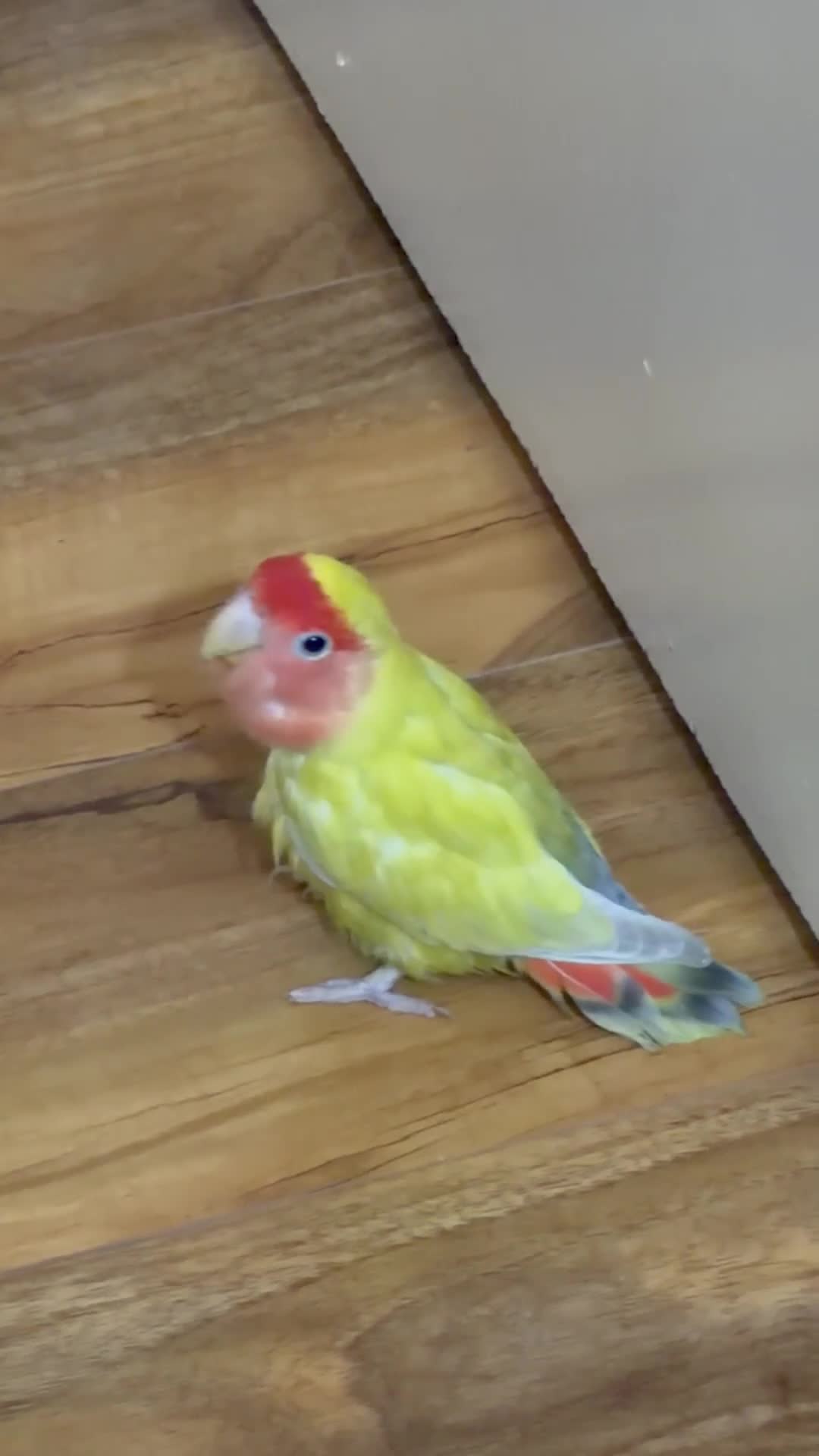 Lovebirds birds for sale: Pair of Peach-Faced Lovebirds – Mango & Pistachio - Video 5