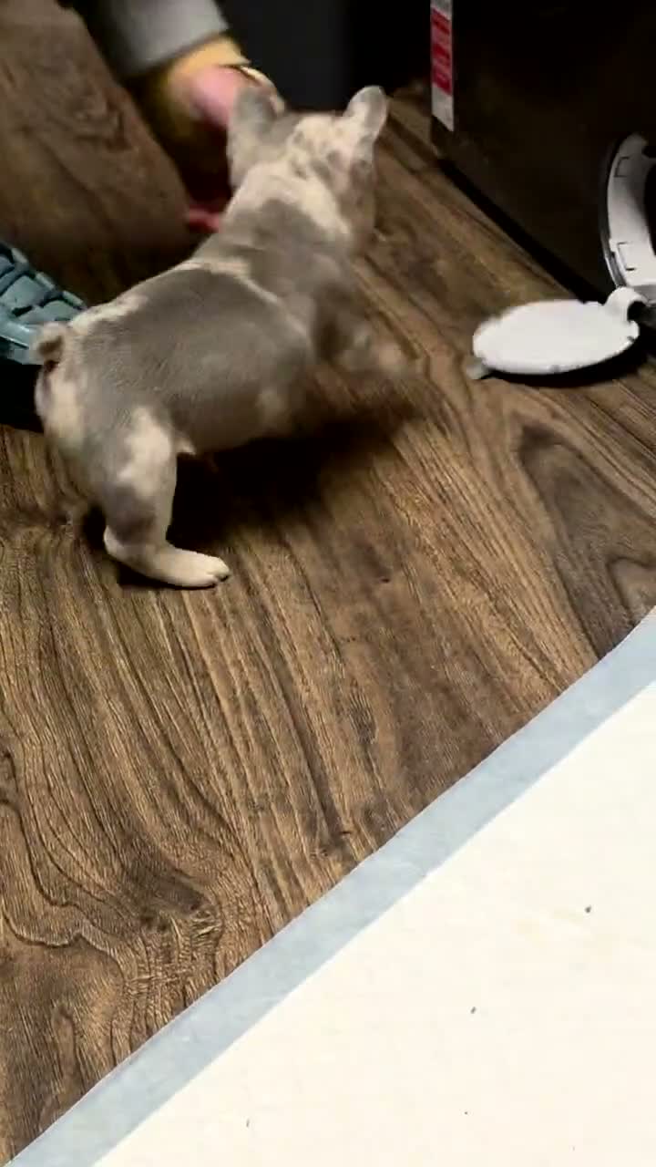 French Bulldog dogs for sale: 3 Male French Bulldogs READY TO GO - Video 1