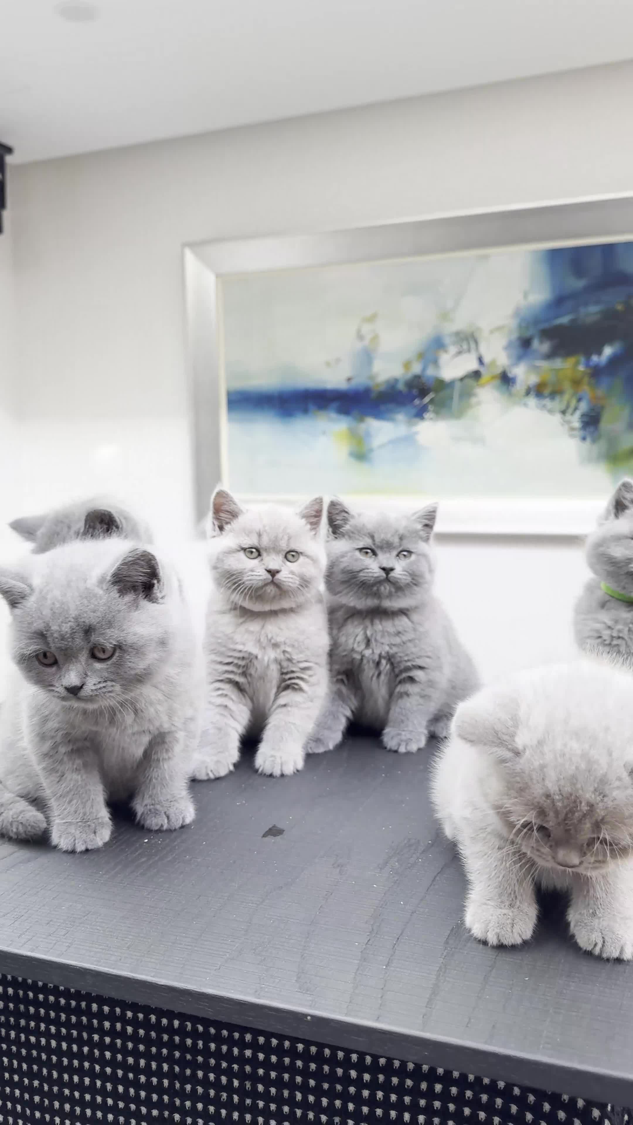 British Shorthair cats for sale: Stunning Pedigree British Shorthair Kittens - Video 1