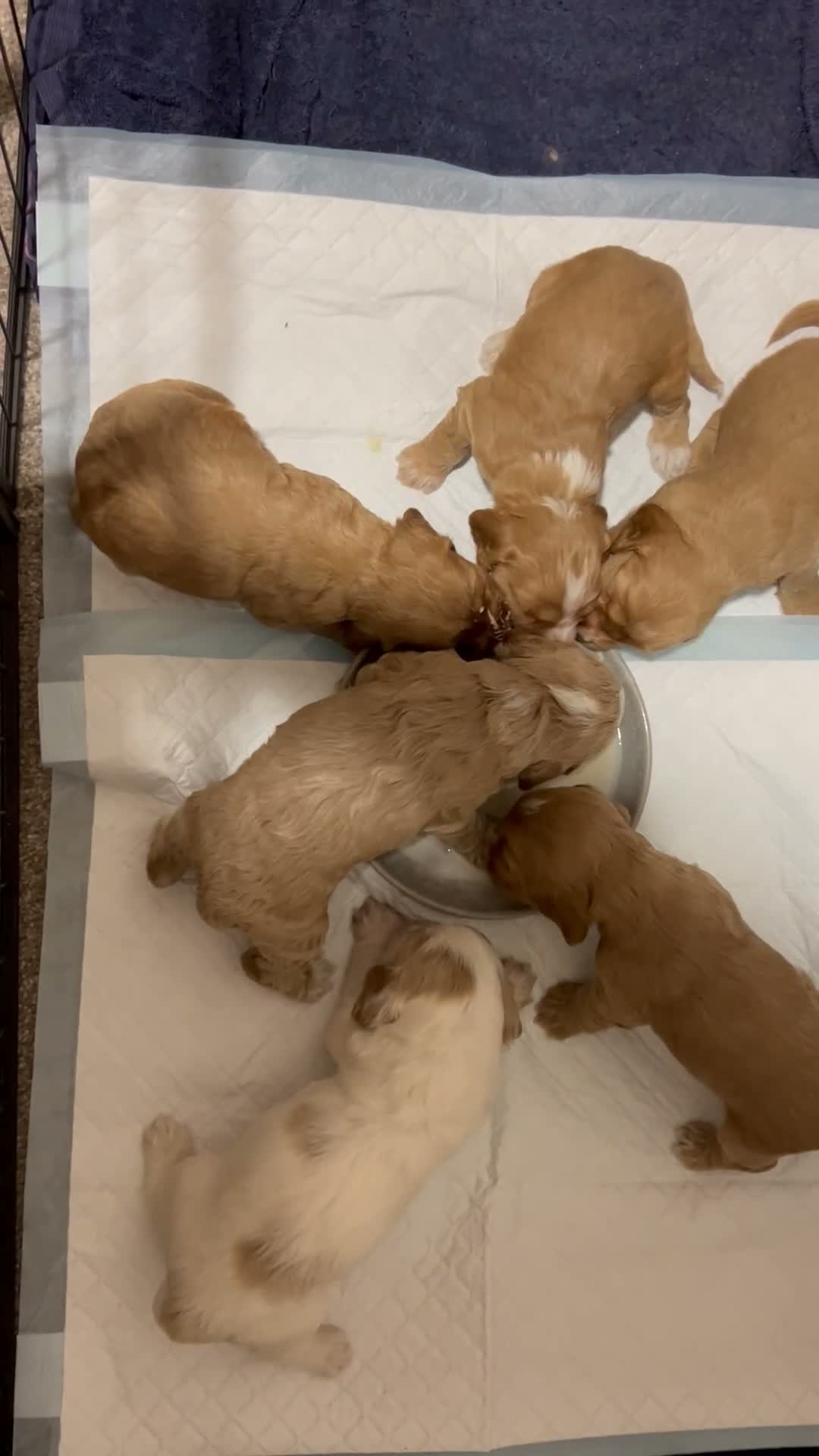 Cockapoo dogs for sale: Gorgeous Cockapoo puppies - Video 2
