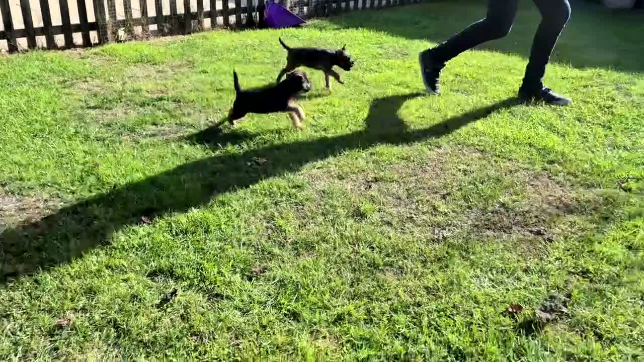 Border Terrier dogs for sale: SLEM CLEAR and KC REGISTERED  - Video 1