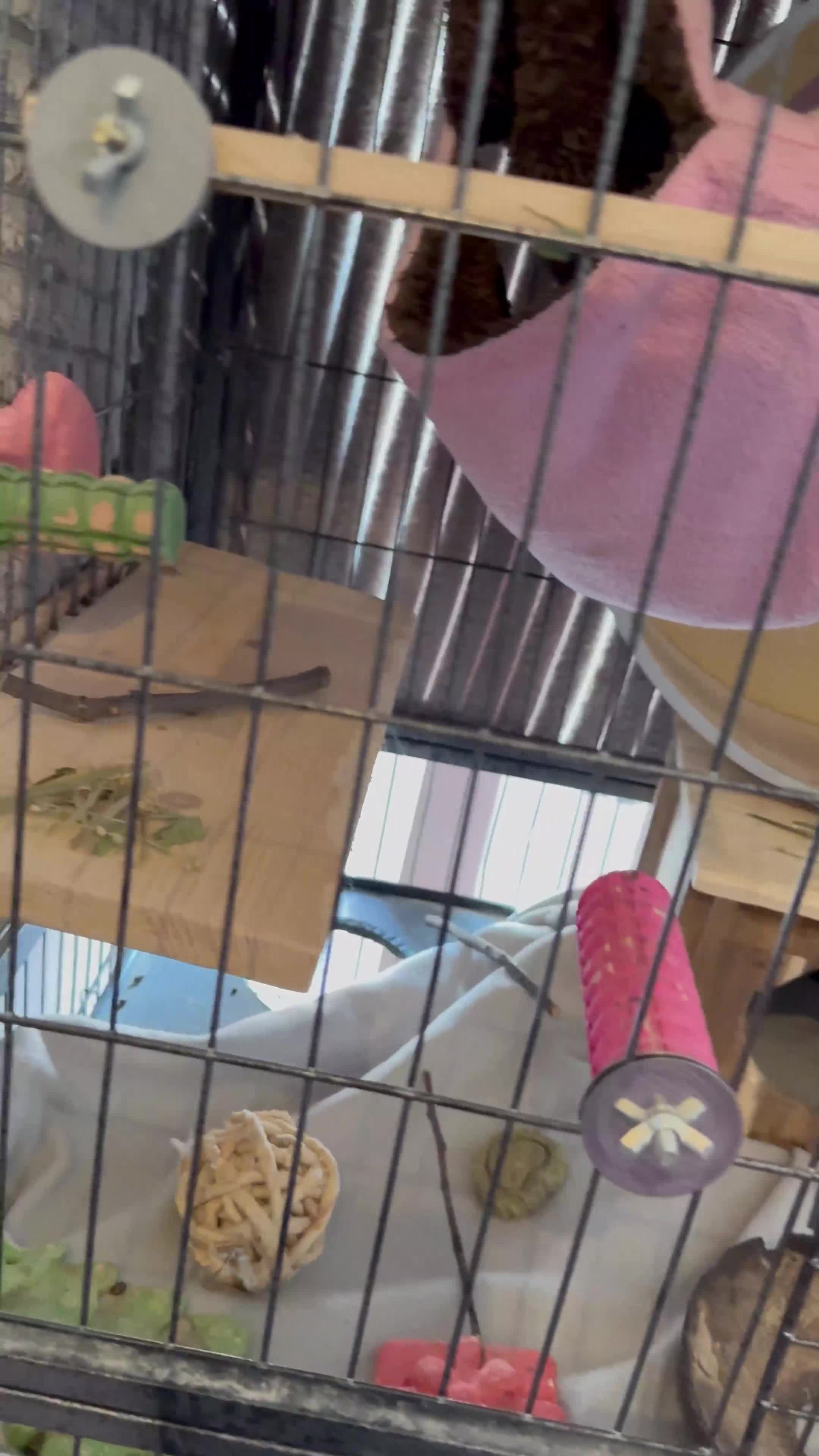 Chinchilla rodents for sale: 3 Year Old Chinchilla  - Video 1