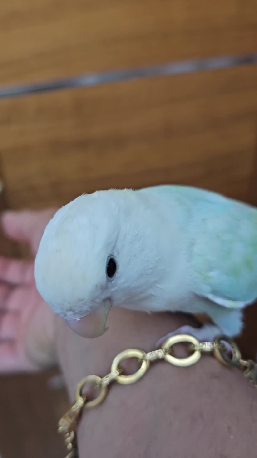 Lovebirds birds for sale: Extremely tamed lovebird  - Video 2